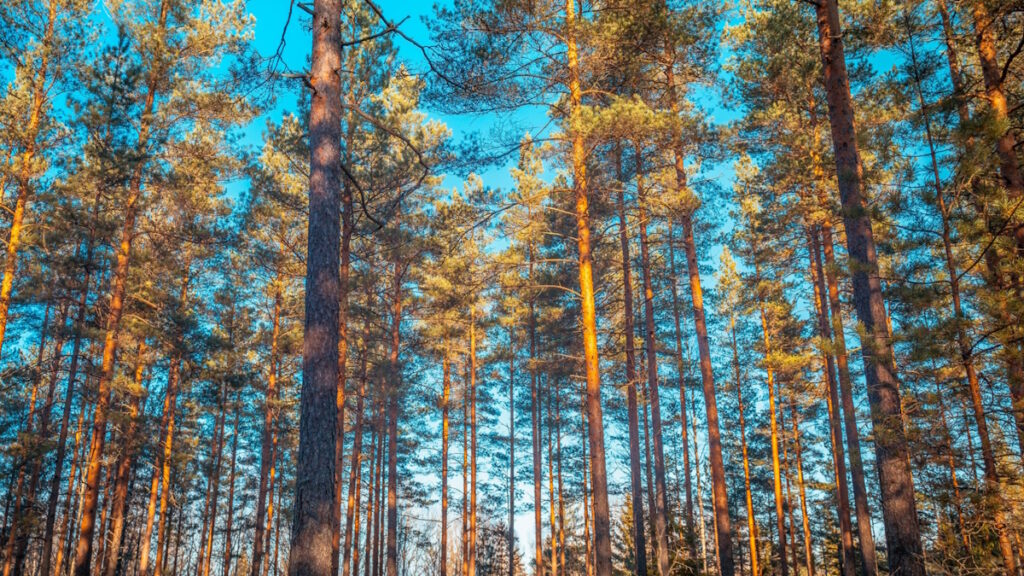 Google nell’occhio della deforestazione selvaggia e illegale (e altre notizie generative) | Weekly AI