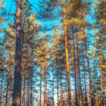 Google nell’occhio della deforestazione selvaggia e illegale (e altre notizie generative) | Weekly AI