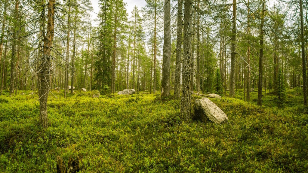 In Finlandia Google abbatte 400mila alberi senza permesso: voleva costruire un data center da 13 miliardi di euro