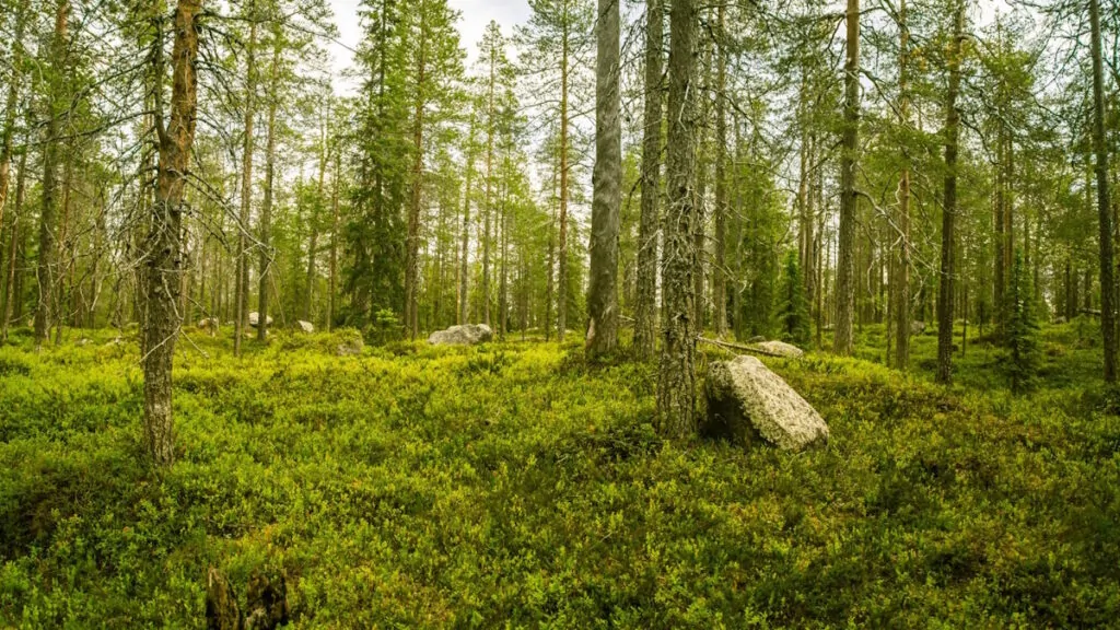 In Finlandia Google abbatte 400mila alberi senza permesso: voleva costruire un data center da 13 miliardi di euro