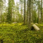 In Finlandia Google abbatte 400mila alberi senza permesso: voleva costruire un data center da 13 miliardi di euro