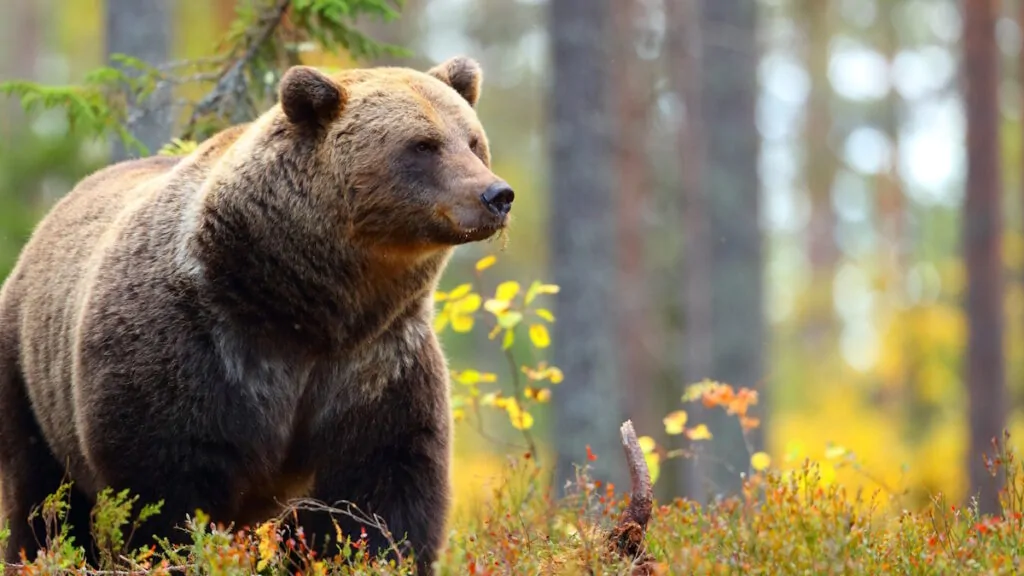 In Russia un orso generato con AI ha scatenato il panico, ma l’emergenza è reale