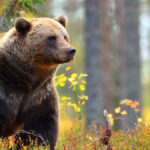 In Russia un orso generato con AI ha scatenato il panico, ma l’emergenza è reale