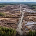 Google indagata in Finlandia per danni ambientali: ha abbattuto (senza permesso) 250mila alberi per un data center